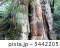 屋久島紀元杉