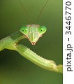 流し目をするカマキリ