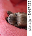 チワックスの子犬