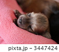 チワックスの子犬