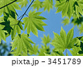 カエデの新緑
