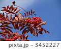 紅葉したナナカマド