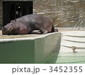 カバと鳥さん カバと鳥さん