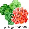 geranium11111pix