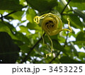 開花中