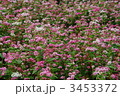 赤蕎麦