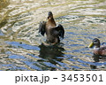 青首アヒルの雌