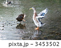 飛ぶのが苦手な家鴨くん　青首アヒルの若鳥