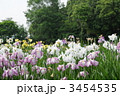香川県亀鶴公園の花菖蒲