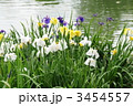 香川県亀鶴公園の花菖蒲