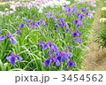 香川県亀鶴公園の花菖蒲
