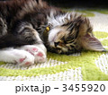 メインクーン