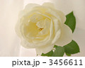 白いバラ（横）