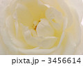 白いバラ（正面アップ）