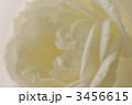 白いバラ（横面アップ）