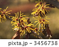 早春に咲く花　まんさく
