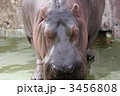 ＺＯＯ
