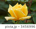 鮮やかな黄色の薔薇の花・サマーサンシャイン 