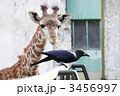 ＺＯＯ