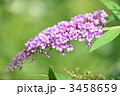 フサフジウツギ
