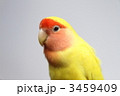 コザクラインコ