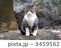 素材ナンバー 3459562 : 「カメラがコッチを向いているから御行儀良くするニャ」