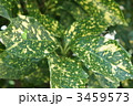 3459573