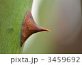 とげ