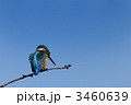 青空とカワセミ