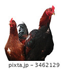 3462129