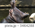 カバ