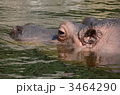 カバ