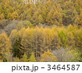 北八ヶ岳の落葉松紅葉