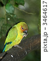 コガネメキシコインコ　全身　Sun Conure