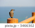 イソヒヨドリ