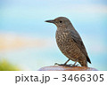 イソヒヨドリ