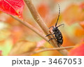 ゴマダラカミキリ