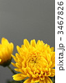 菊