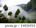 霧と北山杉