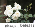 3469841