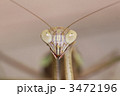 カマキリ