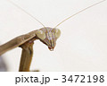 カマキリ