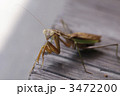 カマキリ