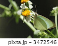 センダングサで吸蜜するウラナミシロチョウ