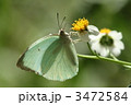 センダングサで吸蜜するウラナミシロチョウ