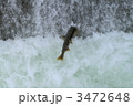 鮭の滝上り