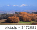 カラマツ林と大雪山
