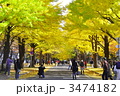 北海道大学のイチョウ並木