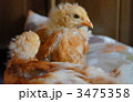 仲良しひよこ