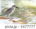 バリ島で見かけた水鳥